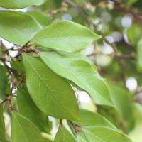 Cleistanthus pallidus (Thwaites) Müll.Arg.